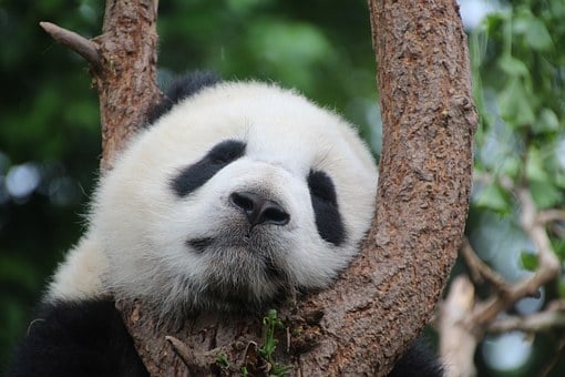 Google Panda